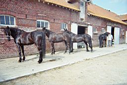 imm009_8A.jpg